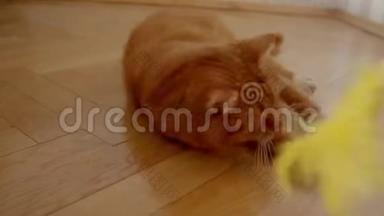 可爱的姜猫躺在地板上，试图抓住一个<strong>挠痒痒</strong>的人，在家里玩得又开心。